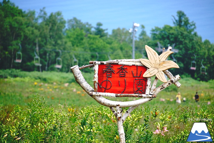 北海道最大級、213万輪のゆりの花！『オーンズ春香山ゆり園』